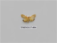 藏品(螟蛾221)的圖片